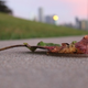 Illustration for article titled Shooting Challenge Fall Leaves Gallery 7